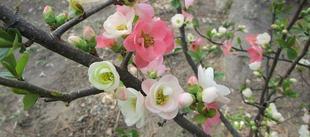  博文邸花だより　2023年3月11日