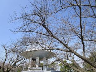 桜開花情報【2023年3月16日】