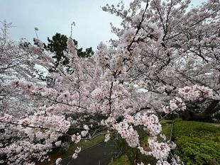 野島公園のサクラ開花情報が始まります。