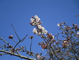 桜開花情報【2023年3月19日】