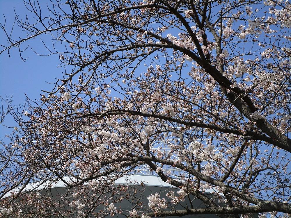 桜開花情報【2023年3月22日】の写真