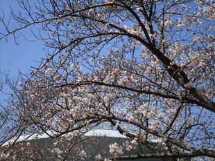 桜開花情報【2023年3月22日】