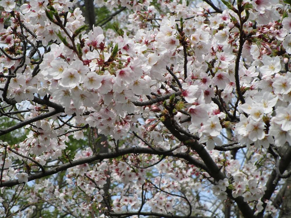 桜開花情報【2023年3月28日】の写真