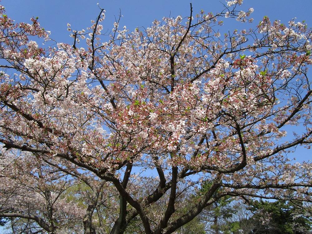 桜開花情報【2023年3月30日】の写真