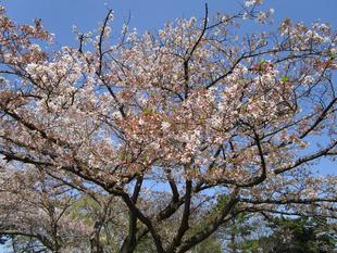 桜開花情報【2023年3月30日】