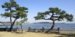 博文邸のクロマツの剪定！　