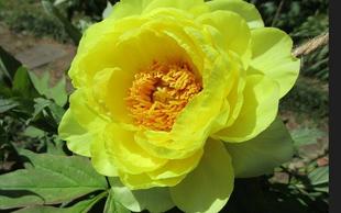 博文邸花だより【牡丹編】　2023年4月13日