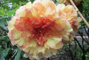  博文邸花だより【牡丹編】　2023年4月26日