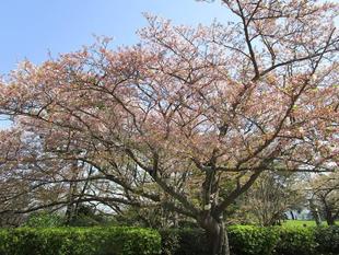  桜開花情報【2023年4月4日】