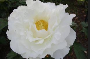 博文邸花だより【牡丹編】　2023年4月20日