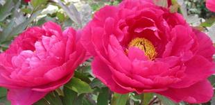   博文邸花だより【牡丹編】　2023年4月5日