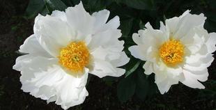 博文邸花だより　2023年4月30日