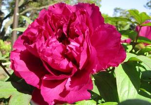 博文邸花だより【牡丹編】　2023年4月8日