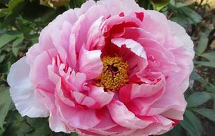  博文邸花だより【牡丹編】　2023年4月4日