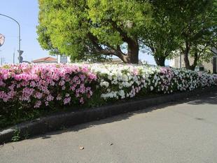 野島公園花だより　【2023年4月13日号】