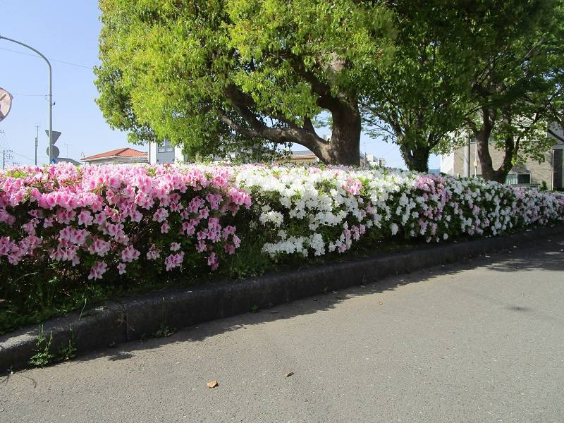 野島公園花だより 【2023年4月13日号】の写真