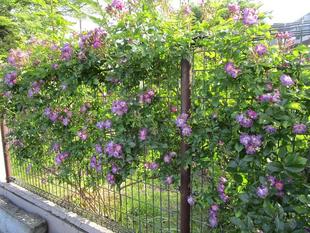 野島公園花だより【2023年5月9日号】