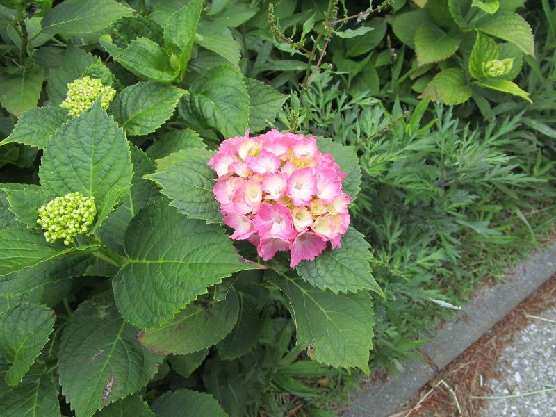 野島公園花だより【2023年5月27日号】の写真