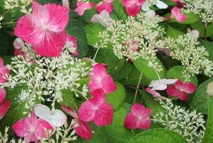  博文邸花だより　2023年6月9日