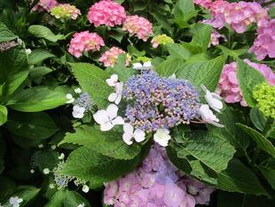 野島公園花だより【2023年6月2日号】