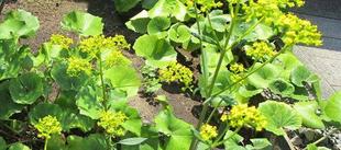  博文邸花だより　2023年7月4日