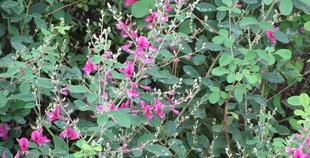 博文邸花だより　2023年9月24日