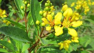 博文邸花だより　2023年9月16日