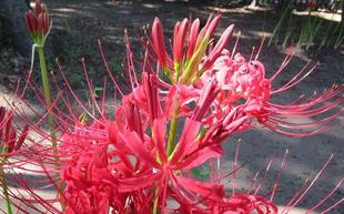 博文邸花だより　2023年9月19日