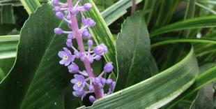  博文邸花だより　2023年9月17日