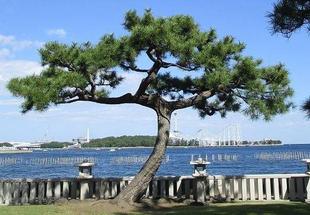 博文邸「秋のお茶会」を開催しました