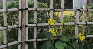  博文邸花だより　2023年11月19日