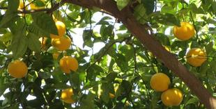 博文邸花だより　2023年12月3日