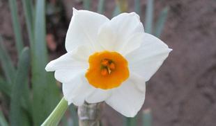 博文邸花だより　2024年1月17日