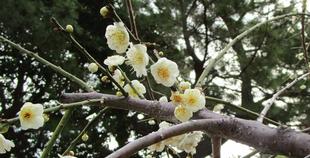  博文邸花だより　2024年2月29日