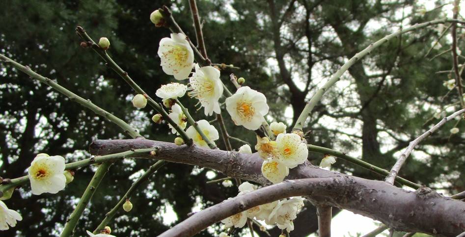 博文邸花だより 2024年2月29日の写真