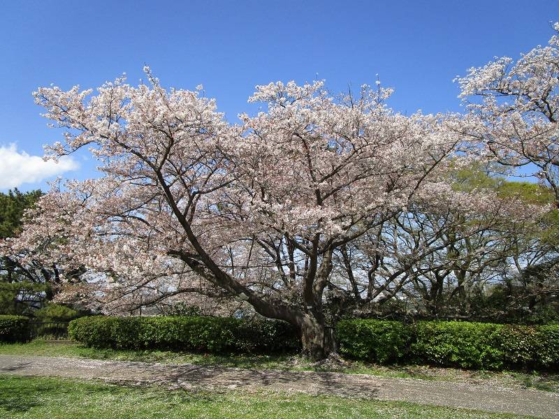 『野島公園サクラ開花情報【2024】』が始まります!の写真