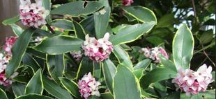   博文邸花だより　2024年2月20日