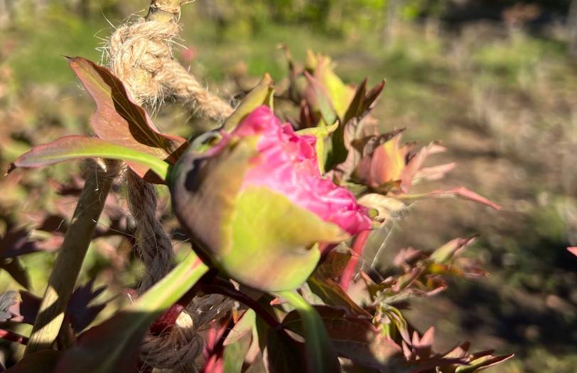博文邸 花だより【牡丹編】2024年3月27日の写真