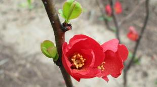 博文邸 花だより 2024年3月20日