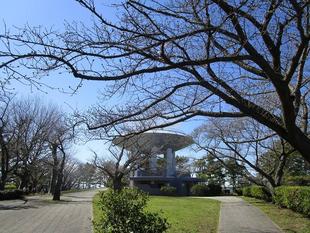 野島公園サクラ開花情報【2024年3月27日】