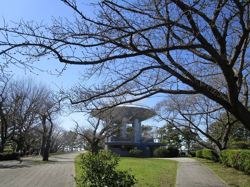 野島公園サクラ開花情報【2024年3月27日】の写真
