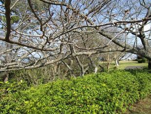 野島公園サクラ開花情報【2024年3月17日】