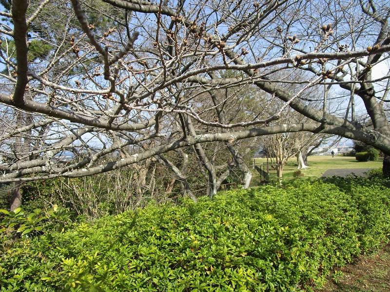野島公園サクラ開花情報【2024年3月17日】の写真