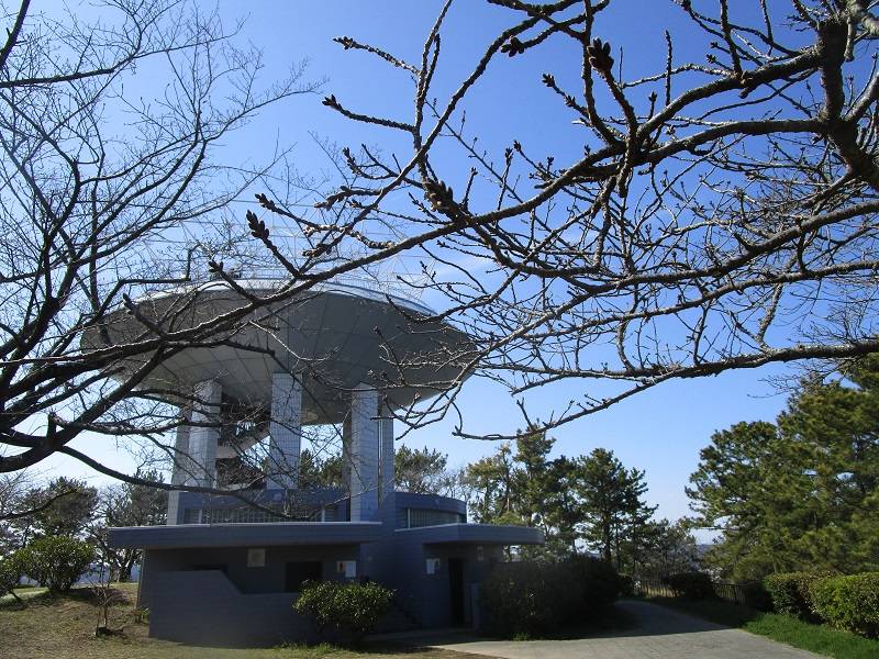 野島公園サクラ開花情報【2024年3月14日】の写真