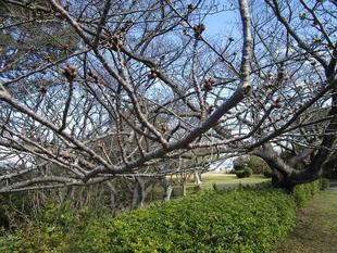 野島公園サクラ開花情報【2024年3月21日】