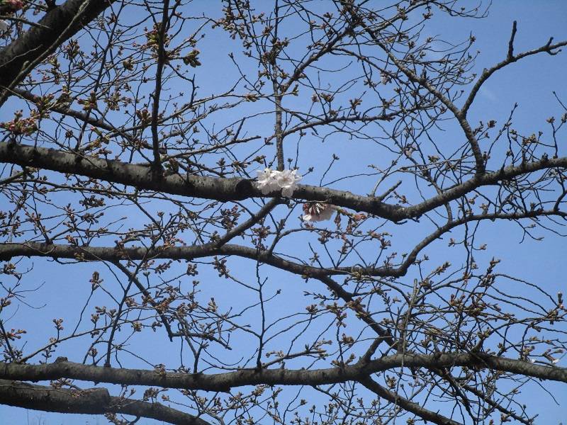 野島公園サクラ開花情報【2024年3月30日】の写真