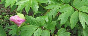 博文邸　花だより【牡丹編】2024年4月1日