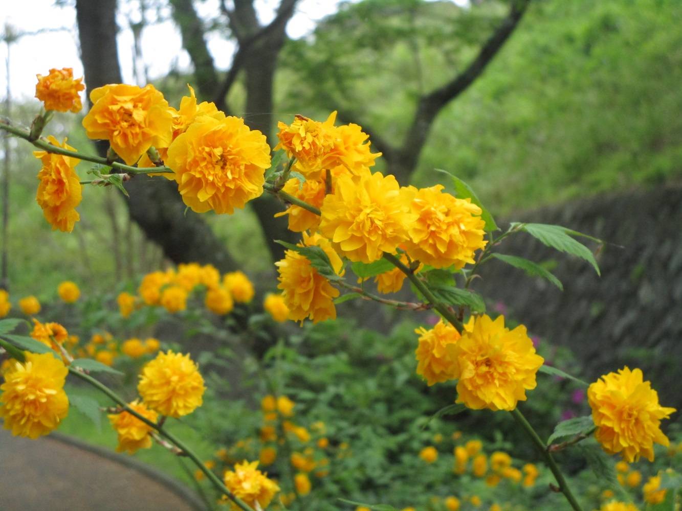 園内のいろいろな草花【2024年4月21日】の写真