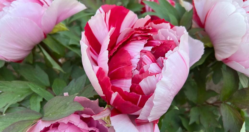 博文邸 花だより【牡丹編】2024年4月13日の写真