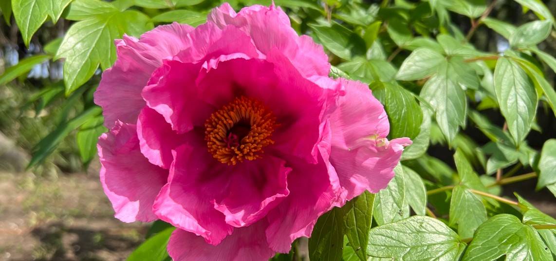 博文邸 花だより【牡丹編】2024年4月2日の写真